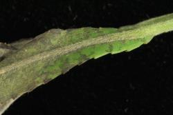 Salix humboltiana. Lower leaf surface and midvein hairs.
 Image: D. Glenny © Landcare Research 2020 CC BY 4.0